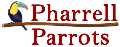 pharrell parrots world