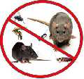 Local Pest Control Tallahassee