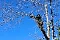 WEL Tree Service of Puyallup