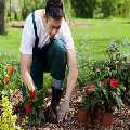 Ava Gardening