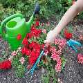 Harrys Gardeners