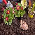 Landscape Gardeners
