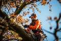Castro Valley Tree Service