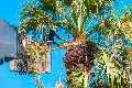 Tiki Tree Service Palm City
