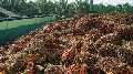 Refined Palm Oil Netherlands