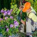Garden Maintenance Penge