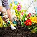 Gardening Camberwell