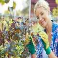 Gardening Charlton