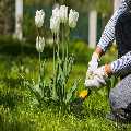 Gardening Chislehurst