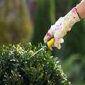 Super Gardeners