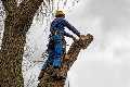 Pearl River Tree Service