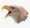 Eagles Eye Cleaning