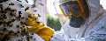 Allen Bee Hive Rescue Services