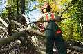 Galt Tree Service