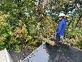 Backwoods Tree Service