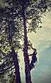 Rosas Tree Service of Martinez