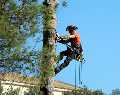 Rosas Tree Service of Vallejo