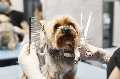 The Posh Paw-Hopkinton