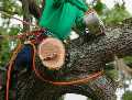 Big A's Avon Tree Service