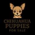 Potty Trained Chichuahua