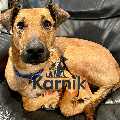 Karnik Pet Lodge at Maple Village
