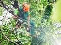New Westminster Tree Service