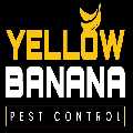 Yellow Banana Pest Control