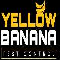 Yellow Banana Pest Control