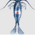 Copepods For Sale