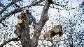 Which company can you rely on for expert tree care in Nottingham?