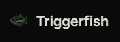Triggerfish