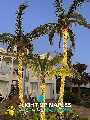 Light Up Naples Holiday & Outdoor Lighting