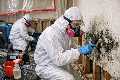 Bellingham Mold Removal, Remediation & Inspection
