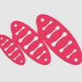 Metaphase Marketing
