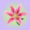 Scentasy