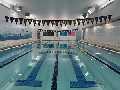 Dolphin Swimming Flagship Pool