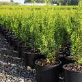 Michigan West Shore Nursery