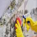 Urgent Mold Removal San Antonio