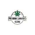 Premium Cannabis Clone