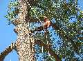 Ace Tree Service