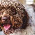 Posh Paws Grooming & Pet Spa LLC