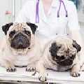 Fort Oglethorpe Pet Wellness Center