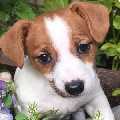 jack russell terrier puppies