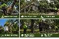 Tree Removal for Mature Residential Landscapes in The Villages, FL