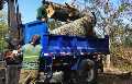 Hazardous Tree Removal Near Fargo Homes