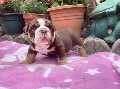 Lucy English Bulldog Puppy For Sale