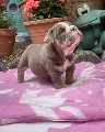 Tracy English Bulldog Puppy For Sale
