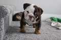 Male Chocolate Tri English Bulldog Puppy For Sale